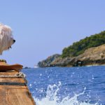 Gianni Crestani auf Pixabay Kreuzfahrt mit Hund