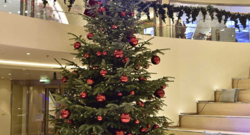 Wie kommt der Weihnachtsbaum auf die AIDA Schiffe